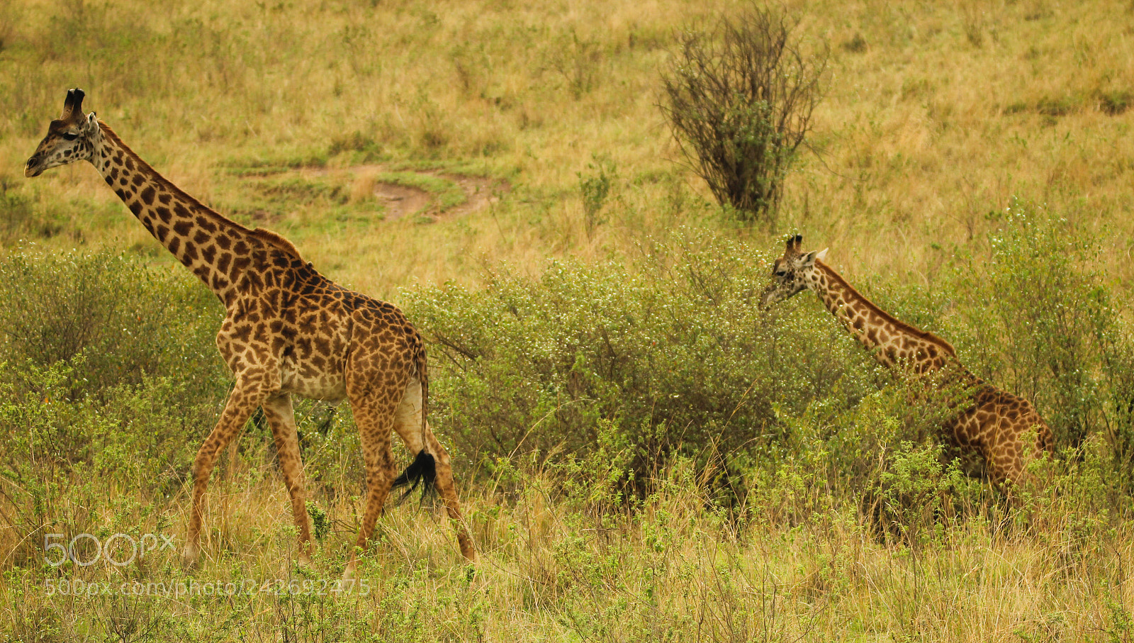 Canon EOS 600D (Rebel EOS T3i / EOS Kiss X5) sample photo. Masai giraffe photography