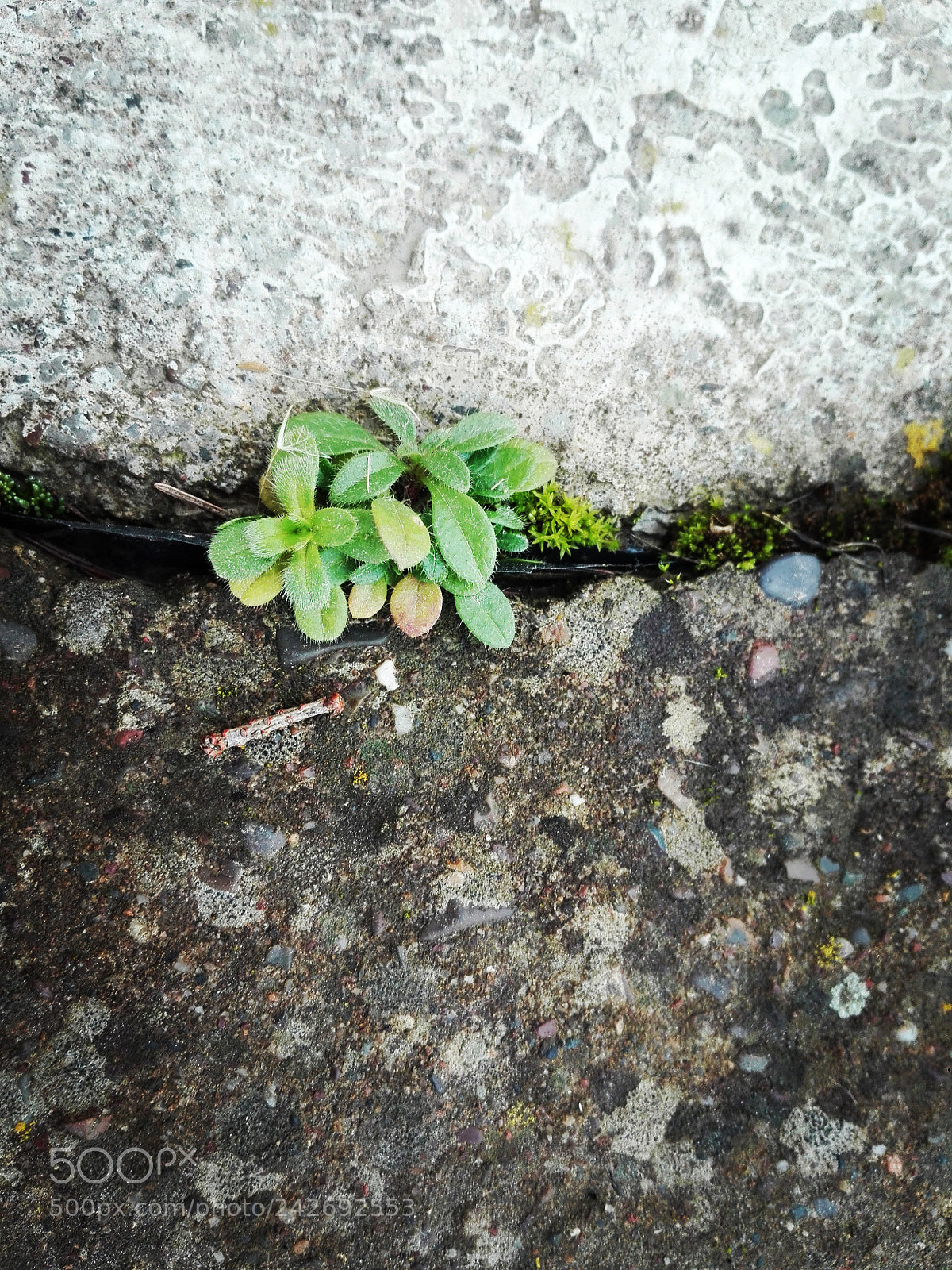 HUAWEI P8 Lite sample photo. Green photography