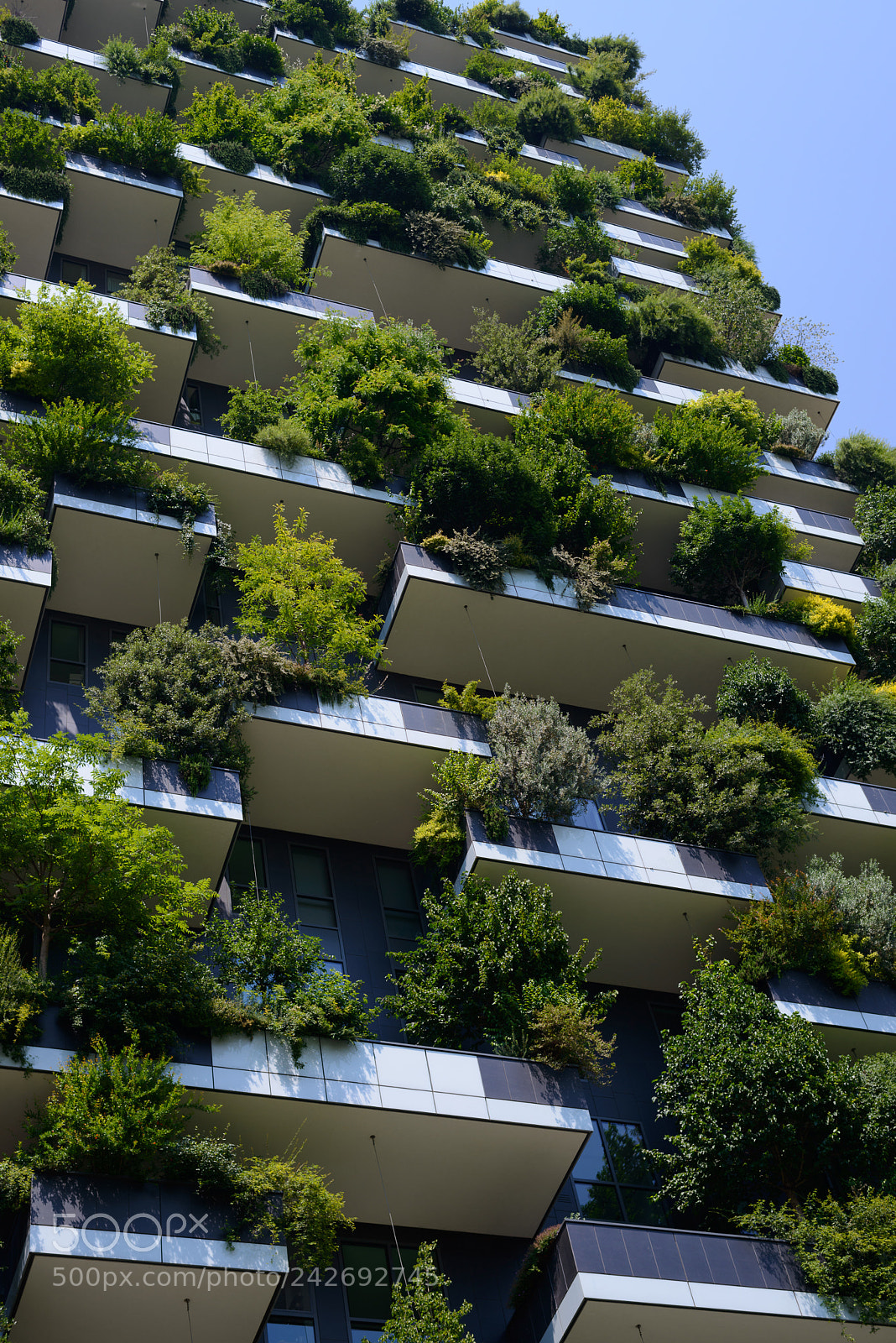 Nikon D800 sample photo. Vertical forest of milano photography