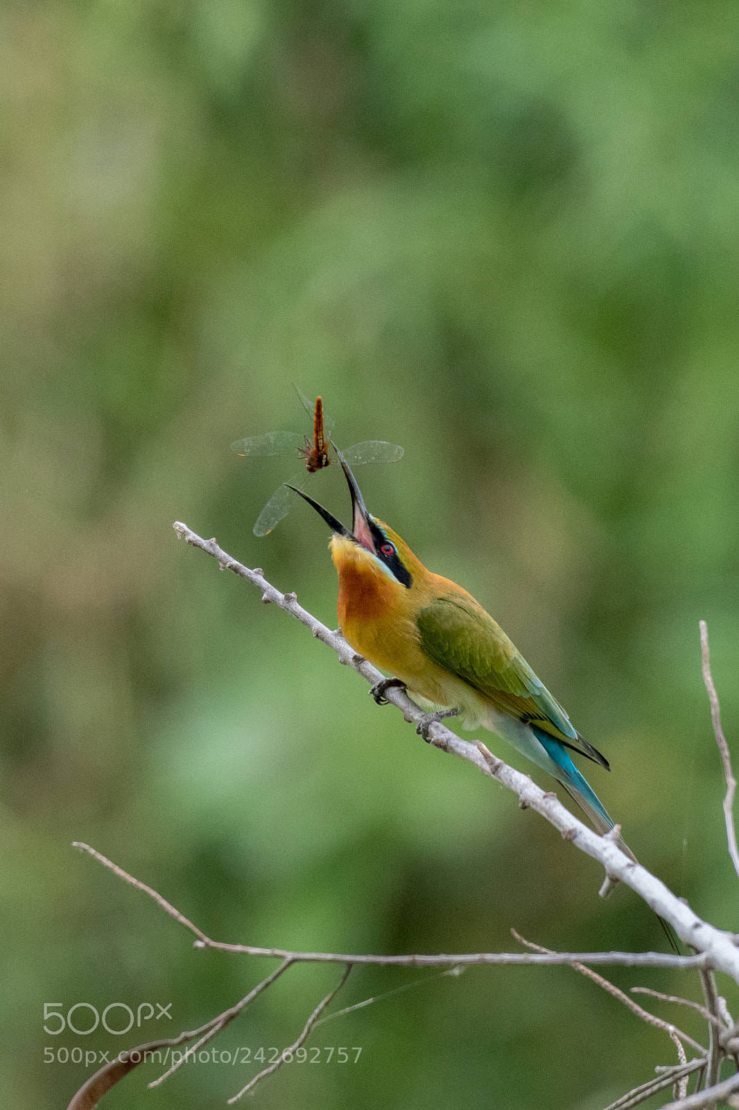 Nikon D500 sample photo. Blue-tailed bee-eater(merops philippinus) photography