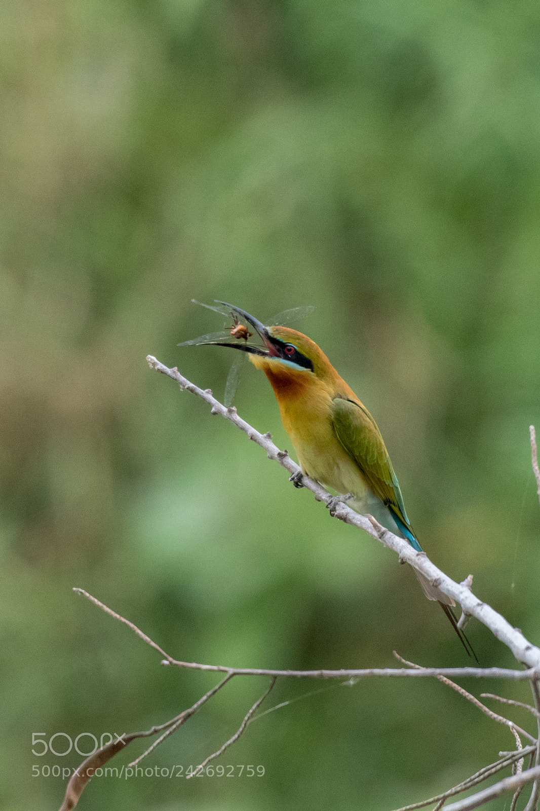 Nikon D500 sample photo. Blue-tailed bee-eater(merops philippinus) photography