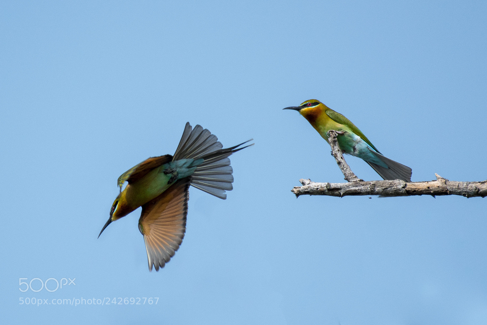 Nikon D500 sample photo. Blue-tailed bee-eater(merops philippinus) photography