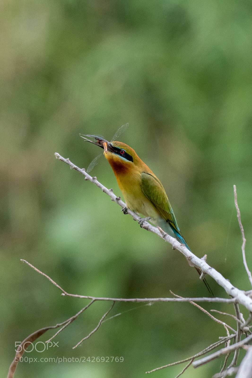 Nikon D500 sample photo. Blue-tailed bee-eater(merops philippinus) photography
