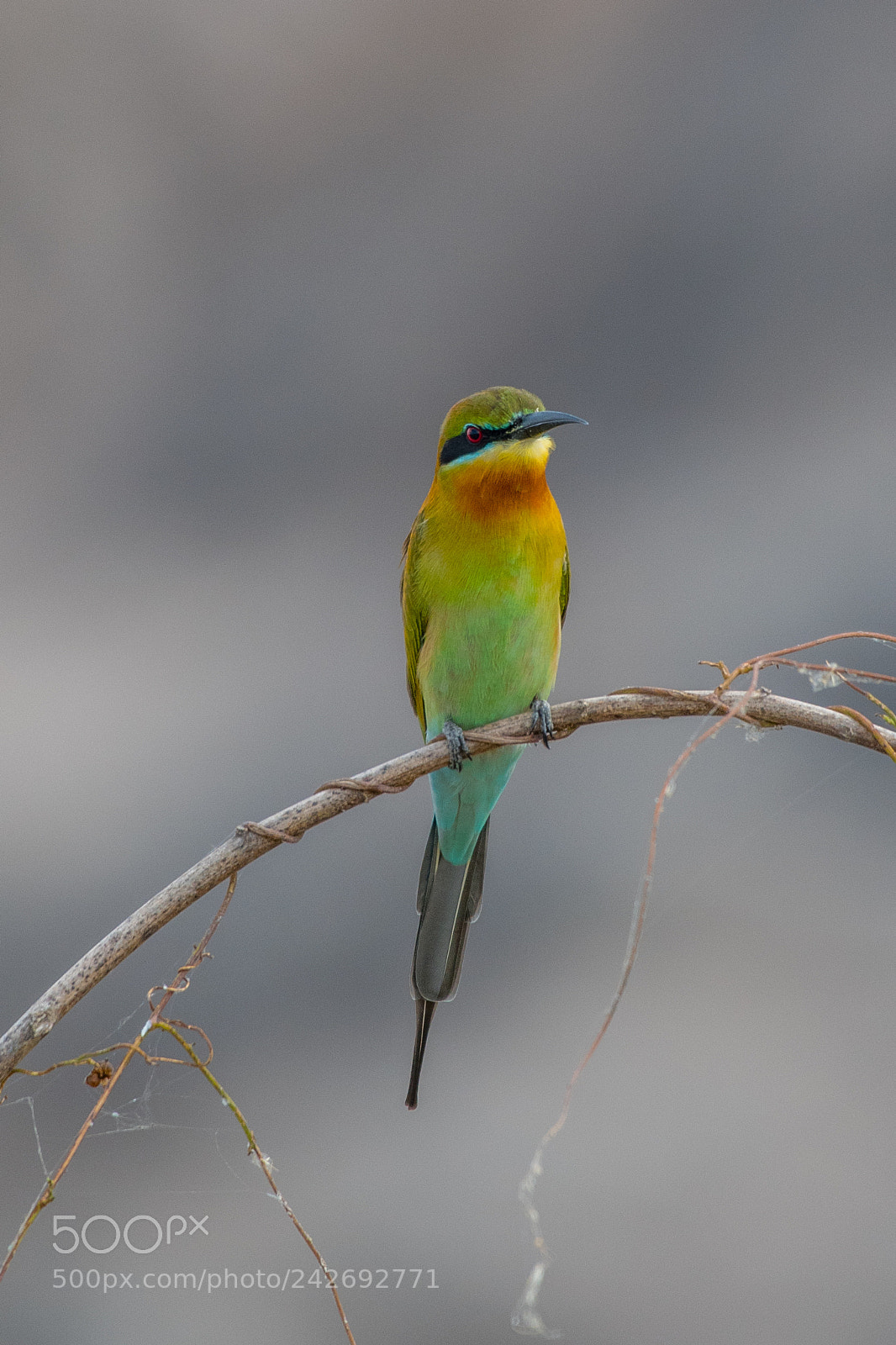 Nikon D500 sample photo. Blue-tailed bee-eater(merops philippinus) photography