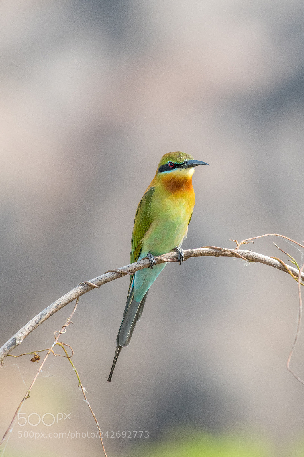 Nikon D500 sample photo. Blue-tailed bee-eater(merops philippinus) photography