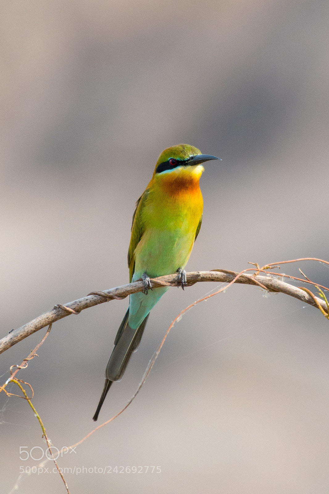 Nikon D500 sample photo. Blue-tailed bee-eater(merops philippinus) photography