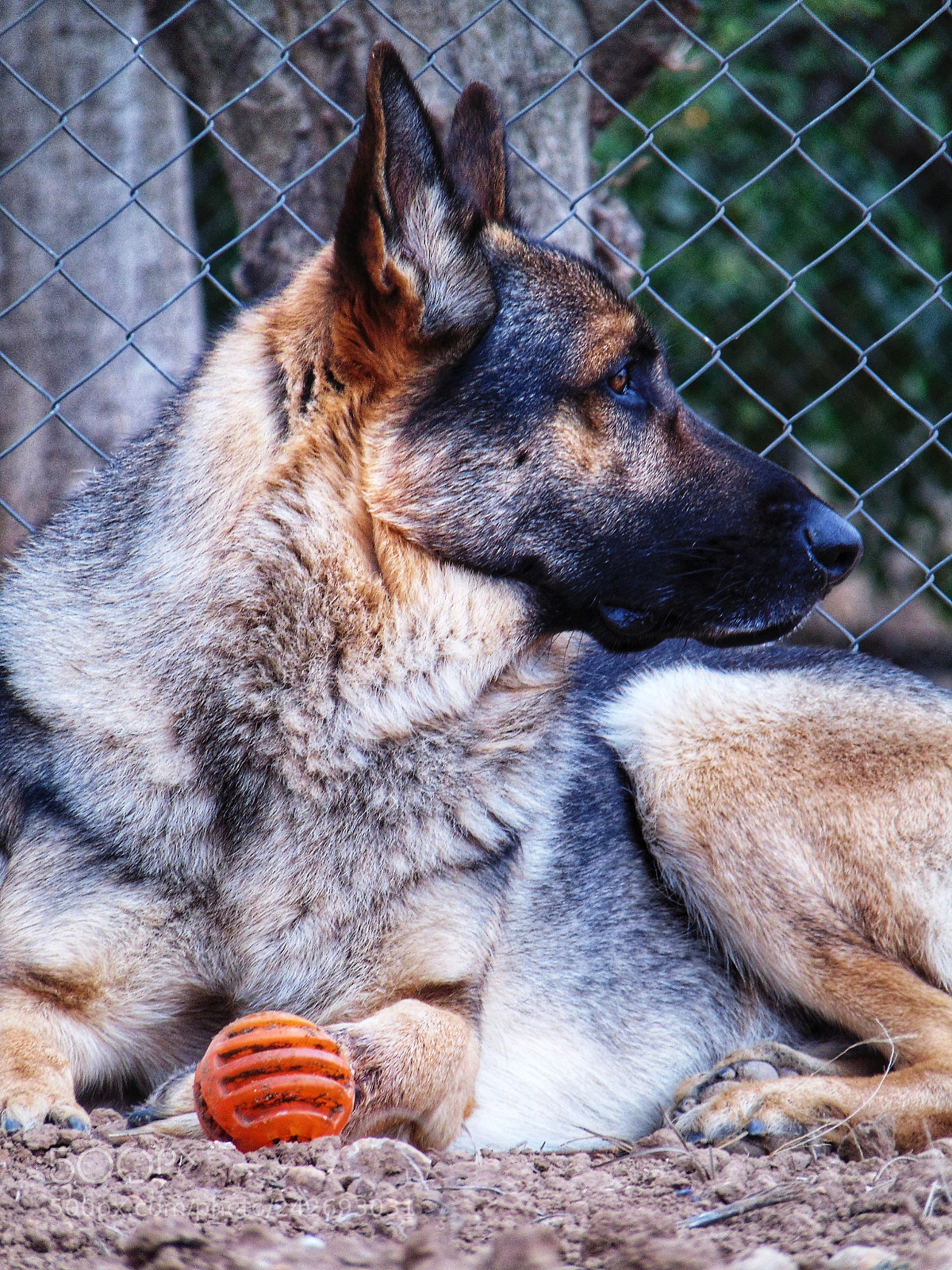 Sony Cyber-shot DSC-H300 sample photo. My big boy. photography