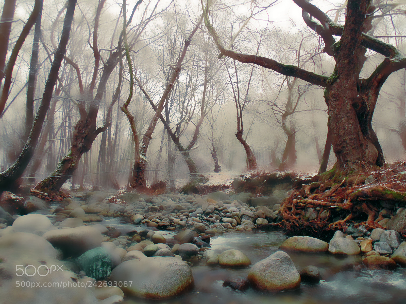 Sony Cyber-shot DSC-H200 sample photo. Forest keepers photography
