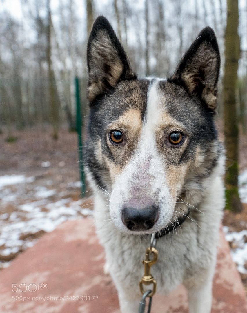 Sony a99 II sample photo. *** photography