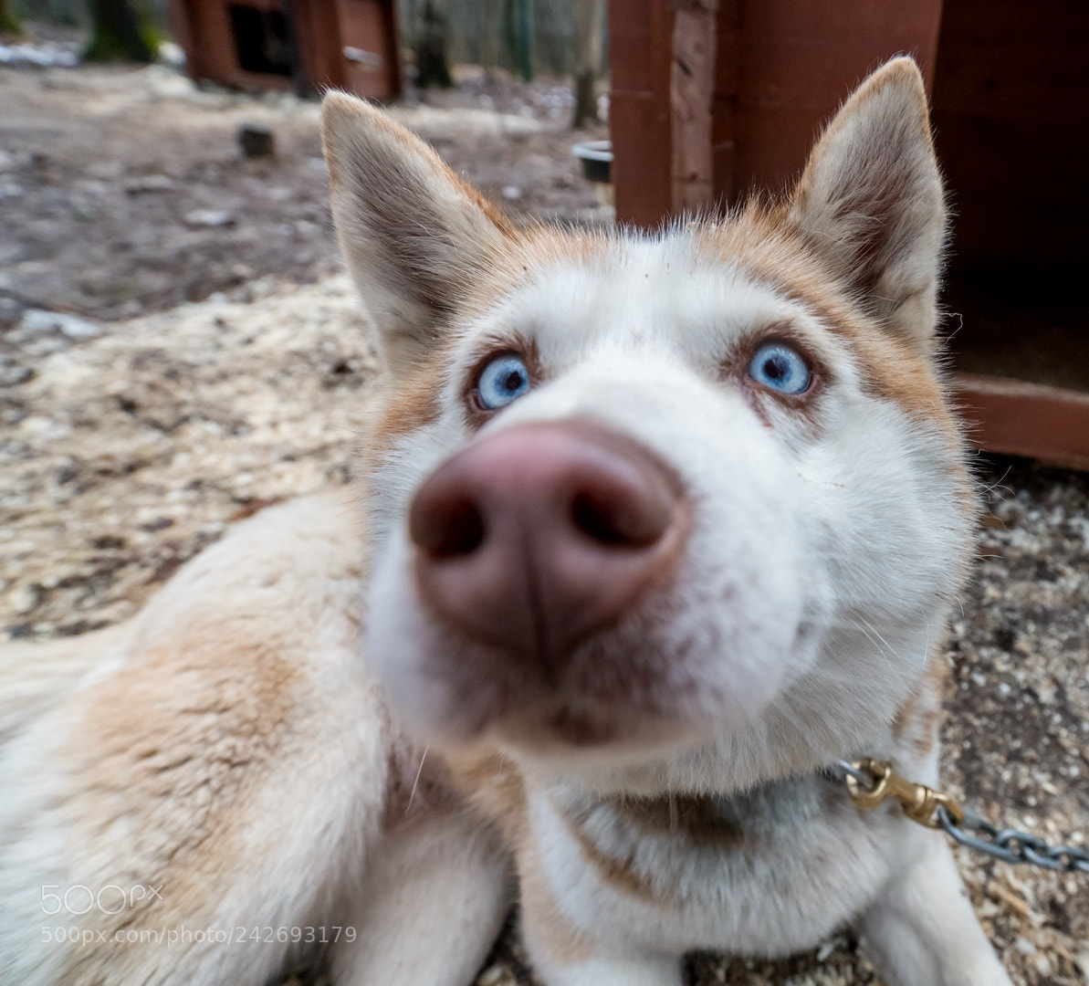 Sony a99 II sample photo. *** photography