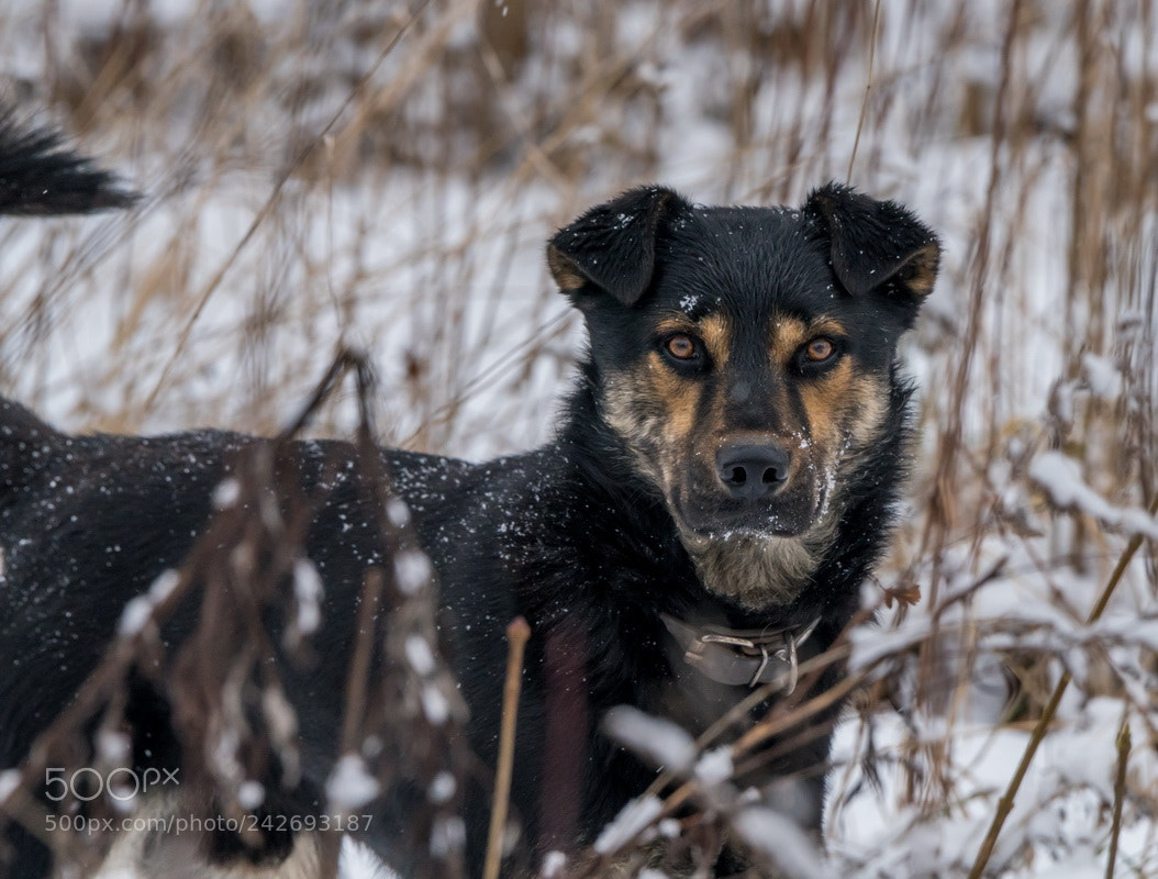 Sony a99 II sample photo. *** photography