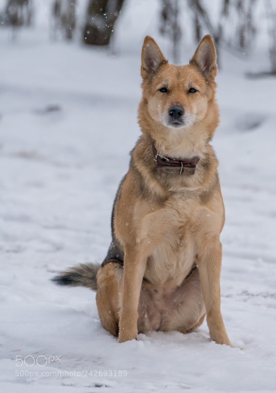 Sony a99 II sample photo. *** photography