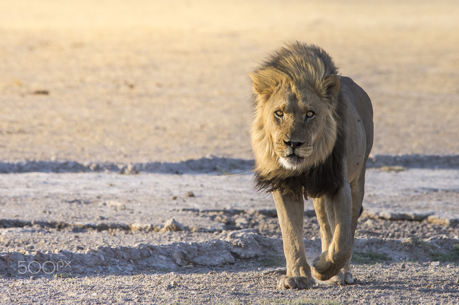 Nikon D7200 sample photo. Kalahari lion photography