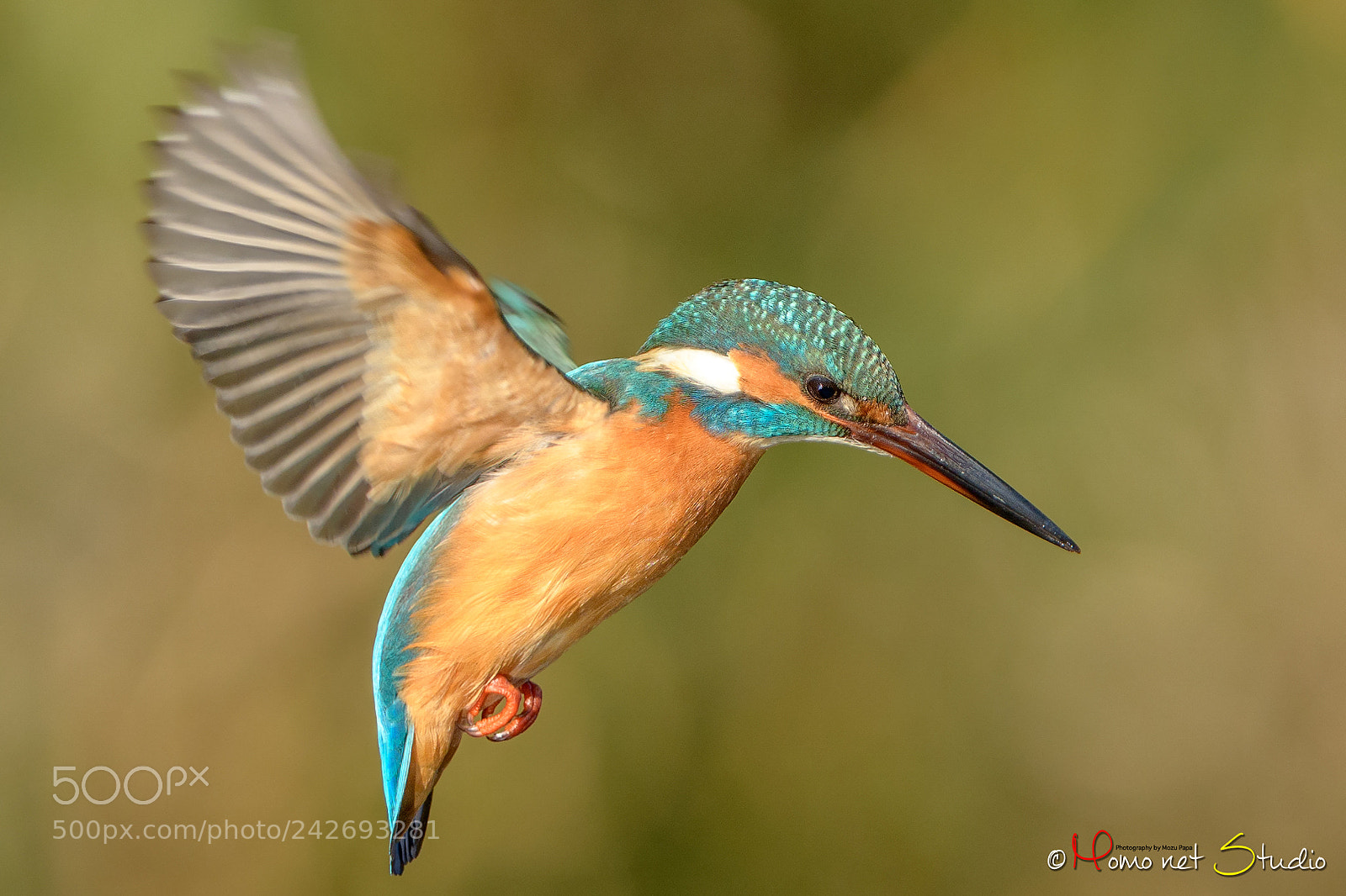 Nikon D850 sample photo. Hovering of the kingfisher photography