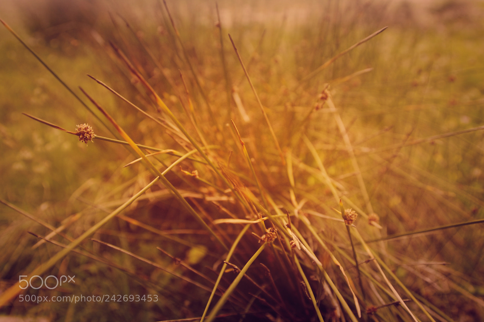 Canon EOS 40D sample photo. Beach grass photography