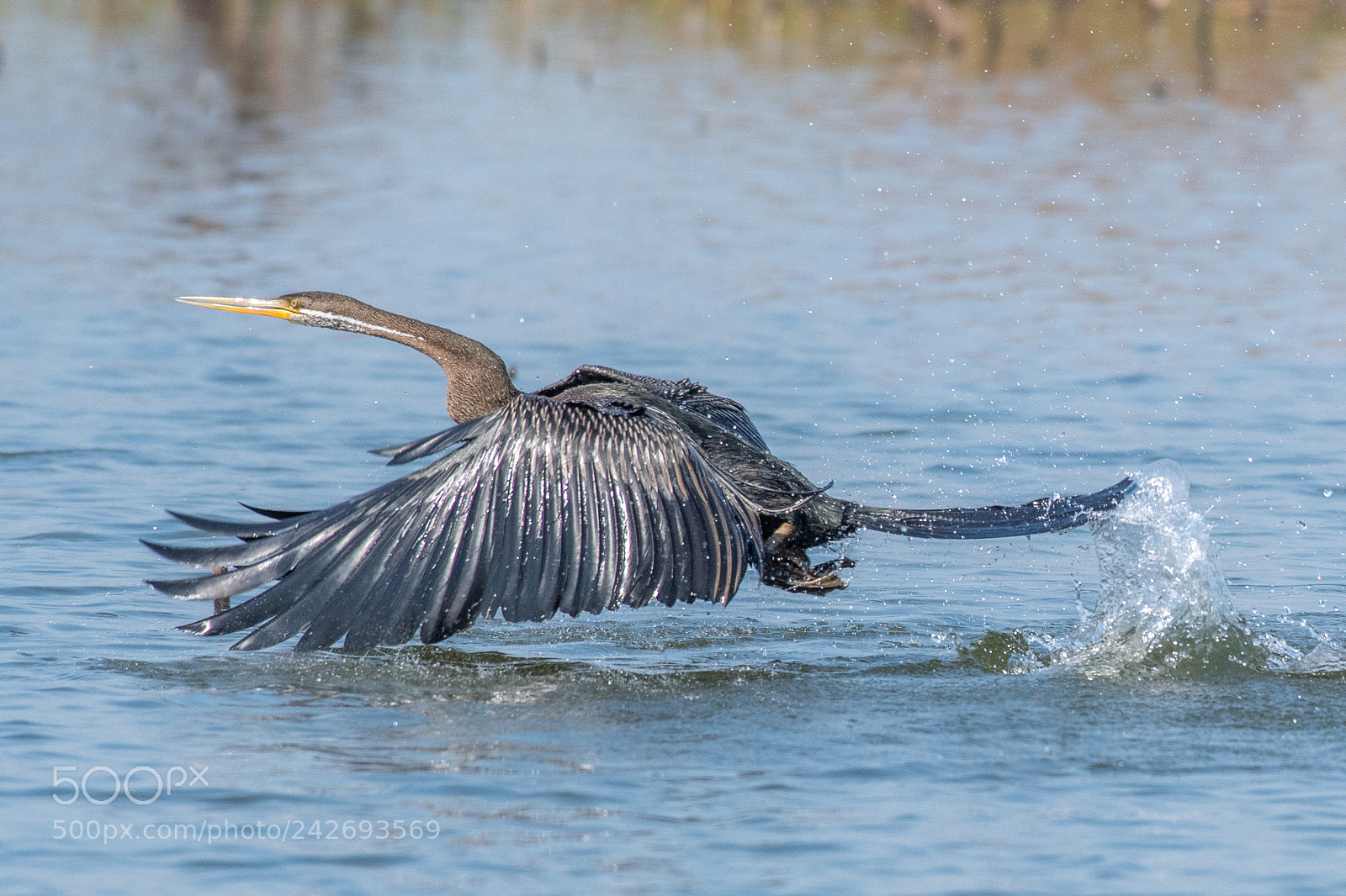 Nikon D500 sample photo. Oriental darter, snakebird anhinga photography