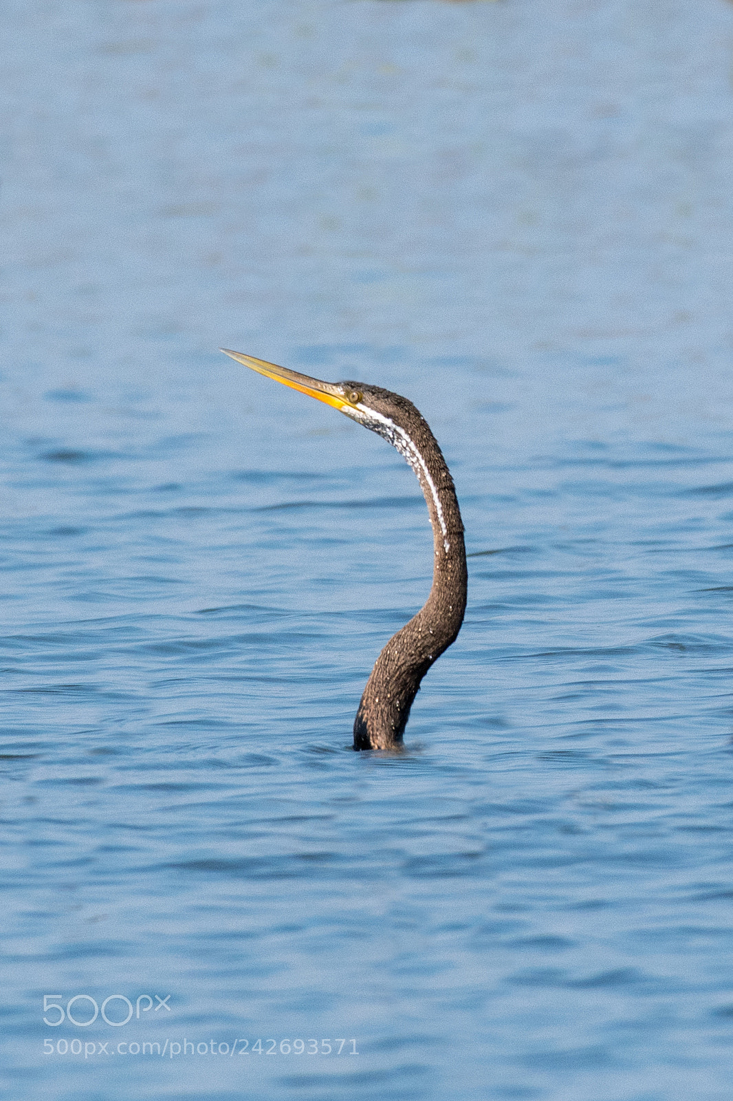 Nikon D500 sample photo. Oriental darter, snakebird anhinga photography