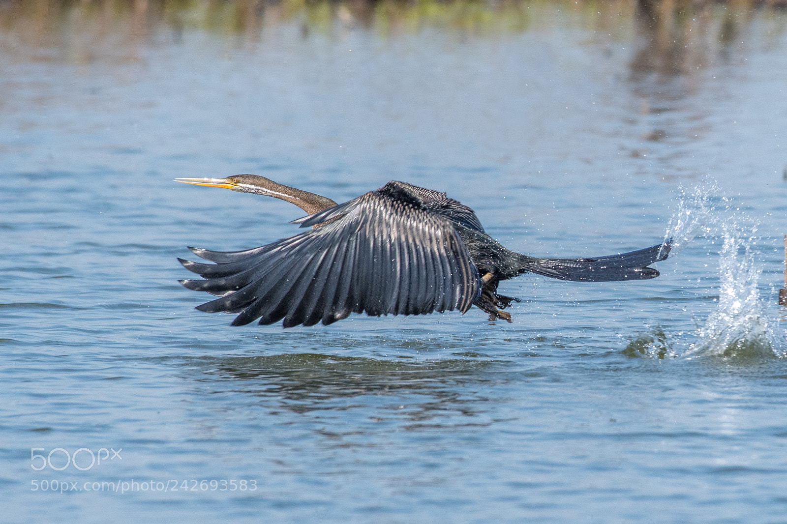 Nikon D500 sample photo. Oriental darter, snakebird anhinga photography