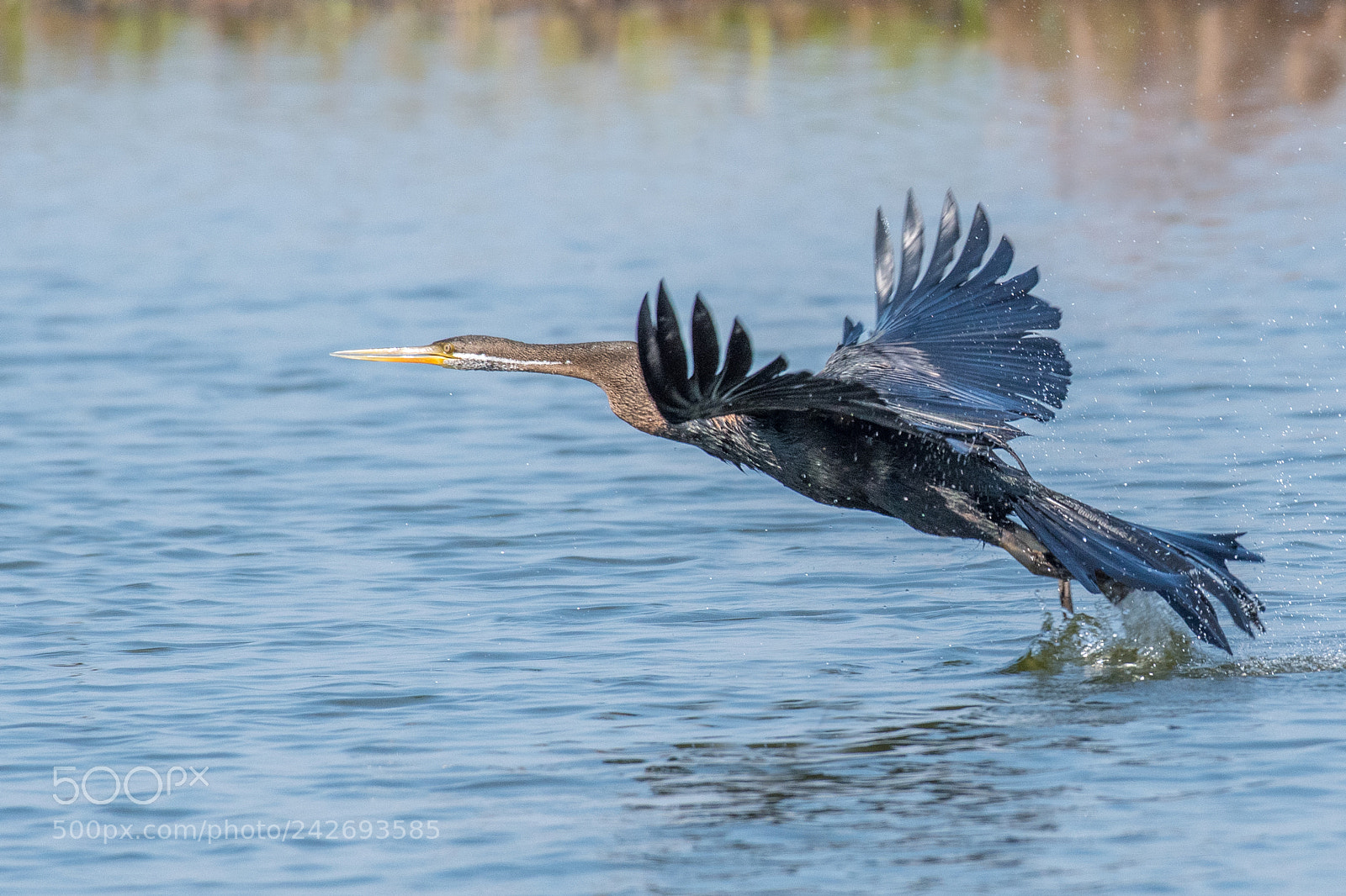 Nikon D500 sample photo. Oriental darter, snakebird anhinga photography