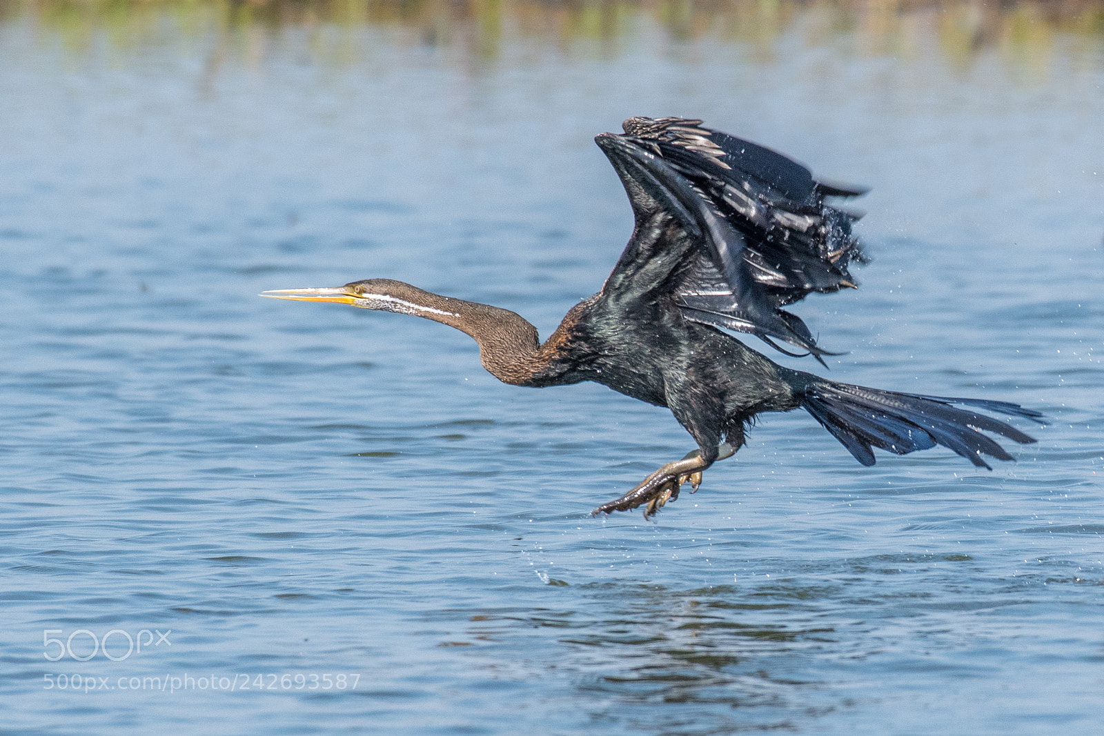 Nikon D500 sample photo. Oriental darter, snakebird anhinga photography