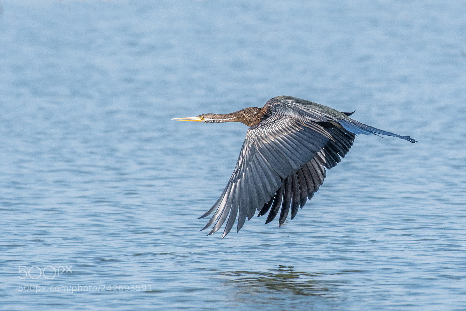 Nikon D500 sample photo. Oriental darter, snakebird anhinga photography