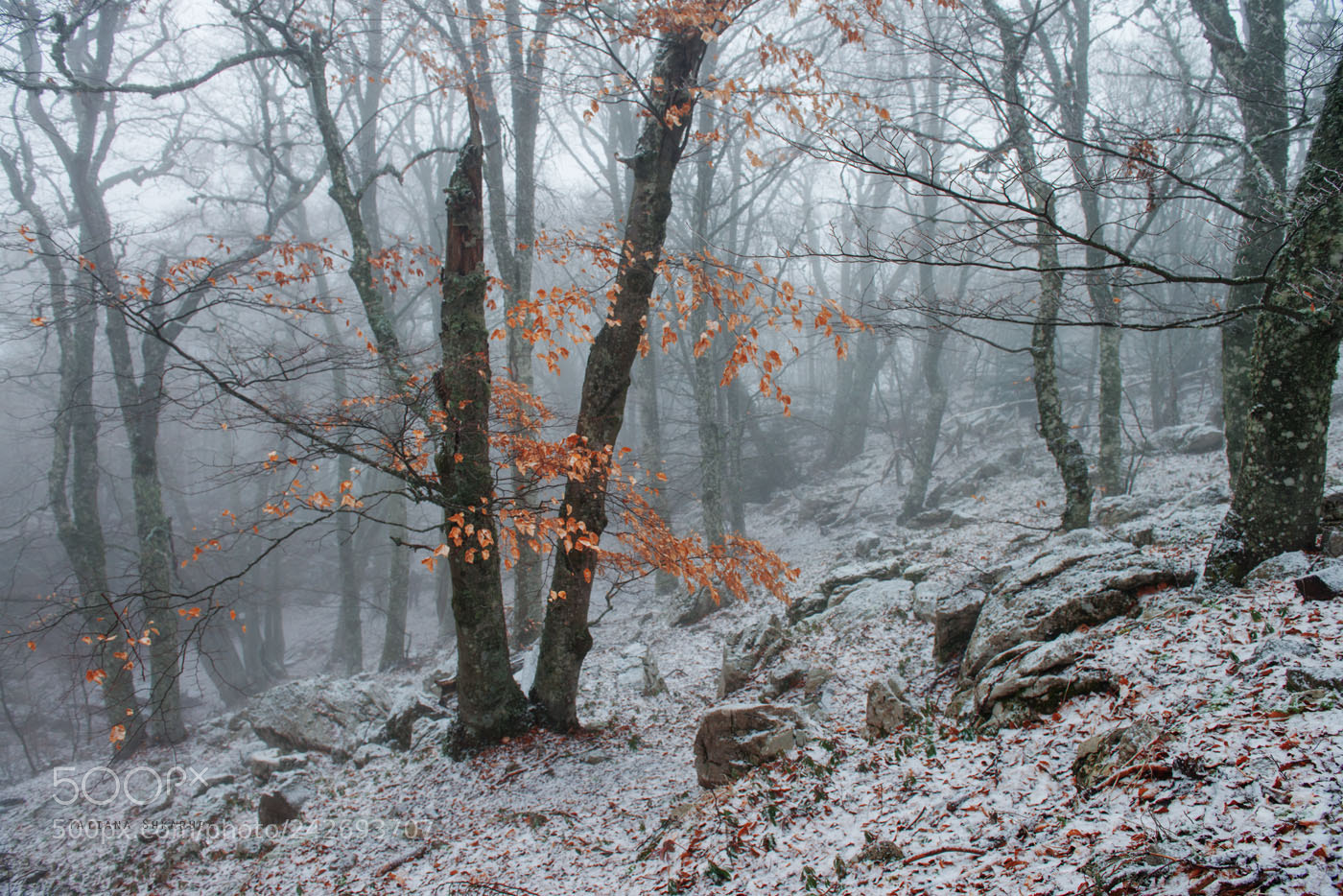 Nikon D800 sample photo. Зимний Крым. photography