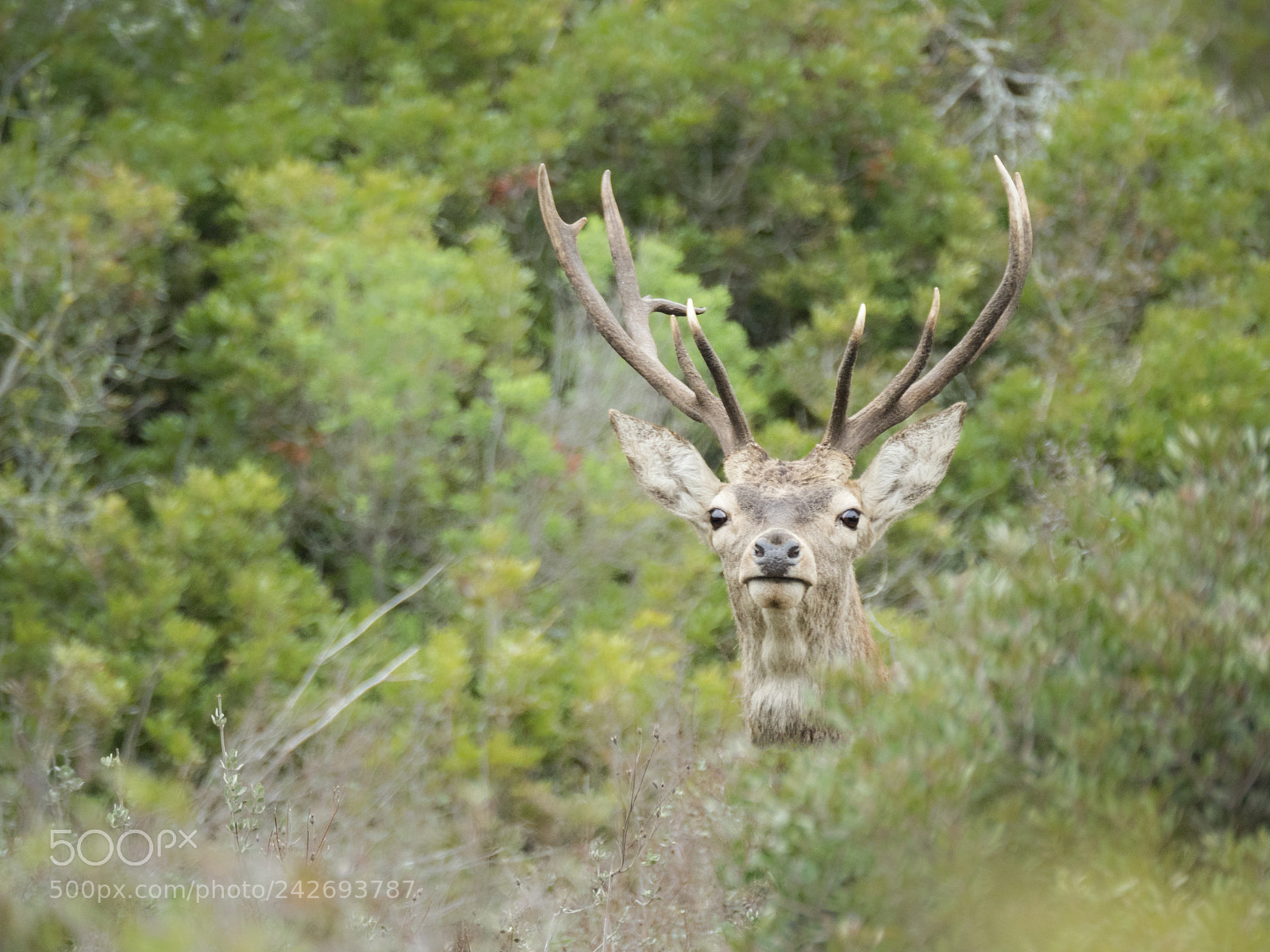 Olympus OM-D E-M1 Mark II sample photo. The king of the photography