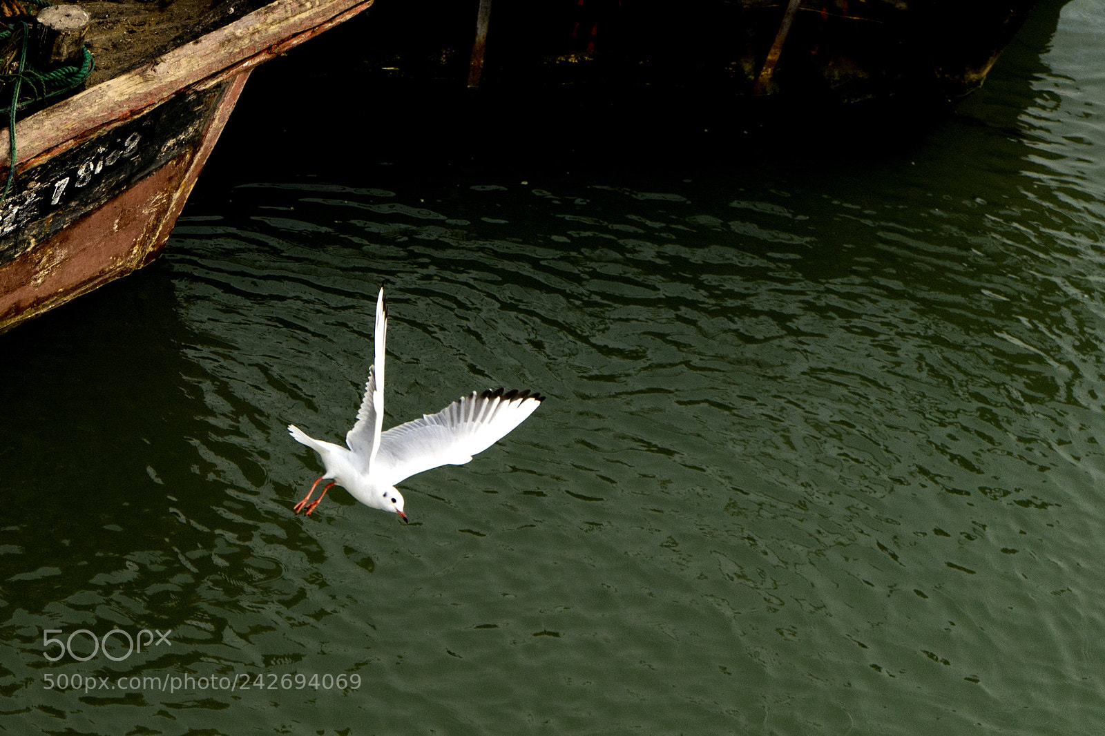 Sony a7 II sample photo. Dsc photography