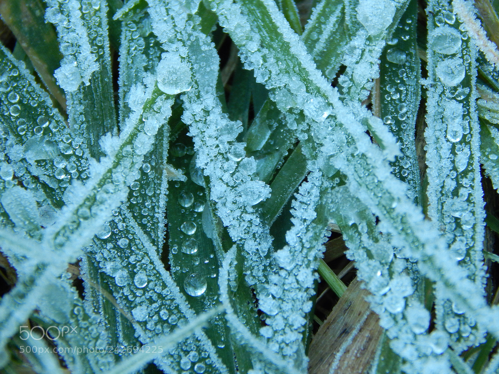 Nikon Coolpix L820 sample photo. Frozen winter's morning 2 photography