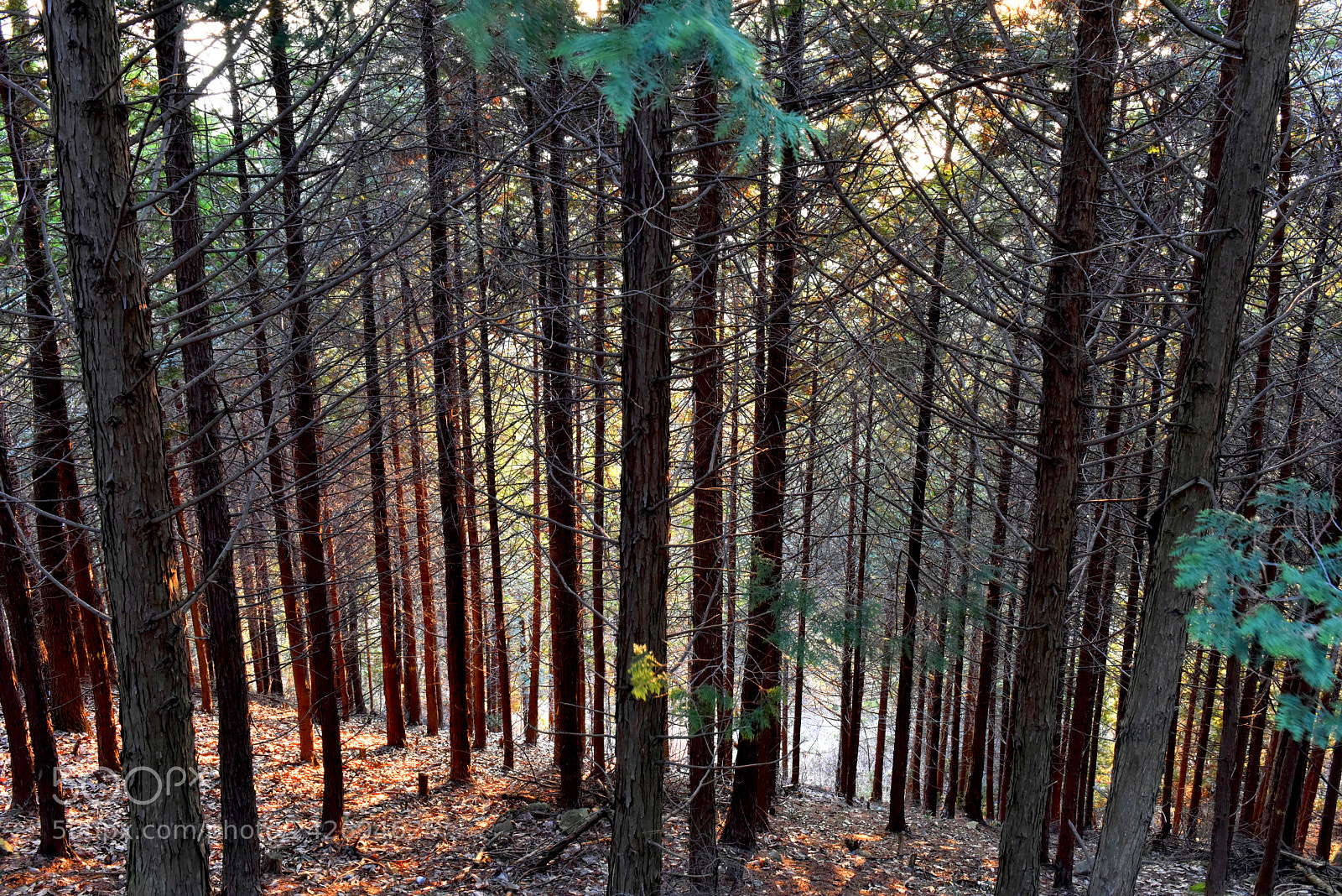 Nikon D810 sample photo. Morning in woods photography