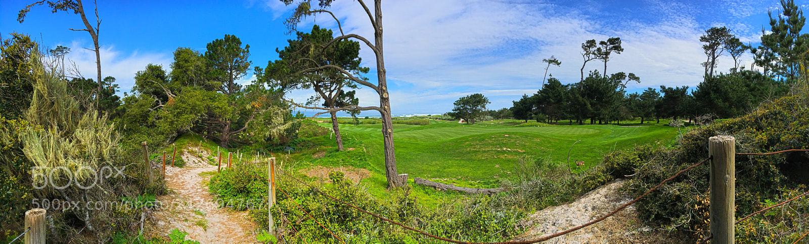 Apple iPhone 6s sample photo. Greens in pebble photography