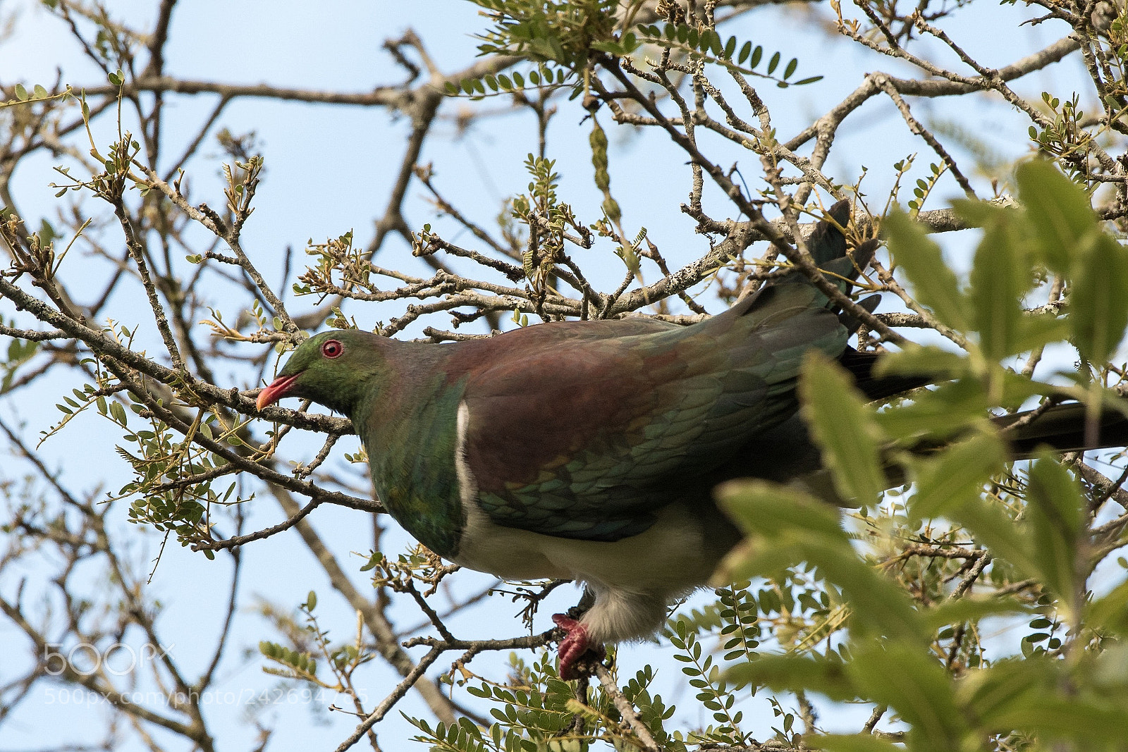 Nikon D500 sample photo. Kereru / nz wood pigeon photography