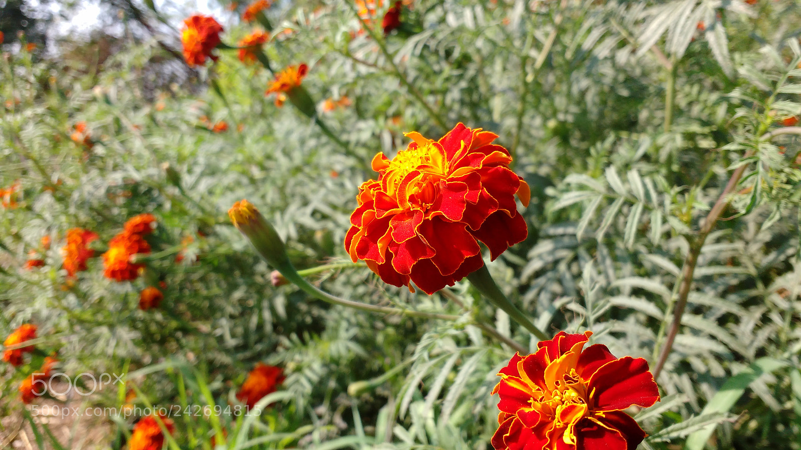 Motorola MotoG3 sample photo. Flowers photography