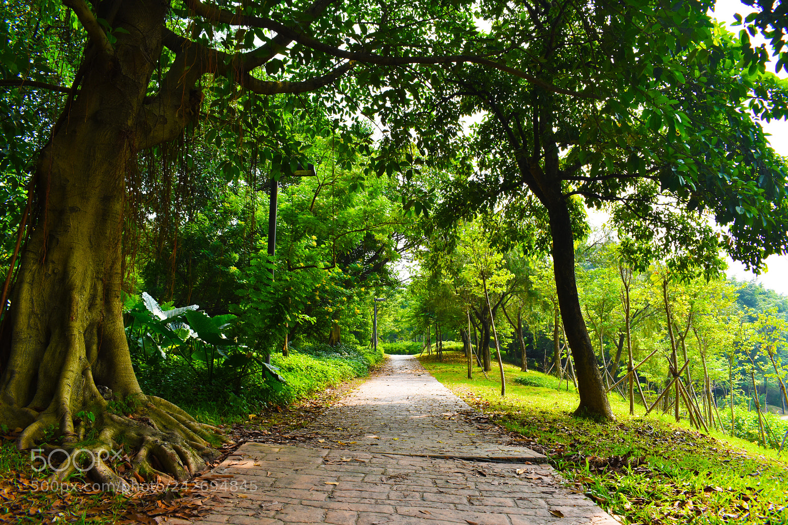 Nikon D5500 sample photo. Road photography
