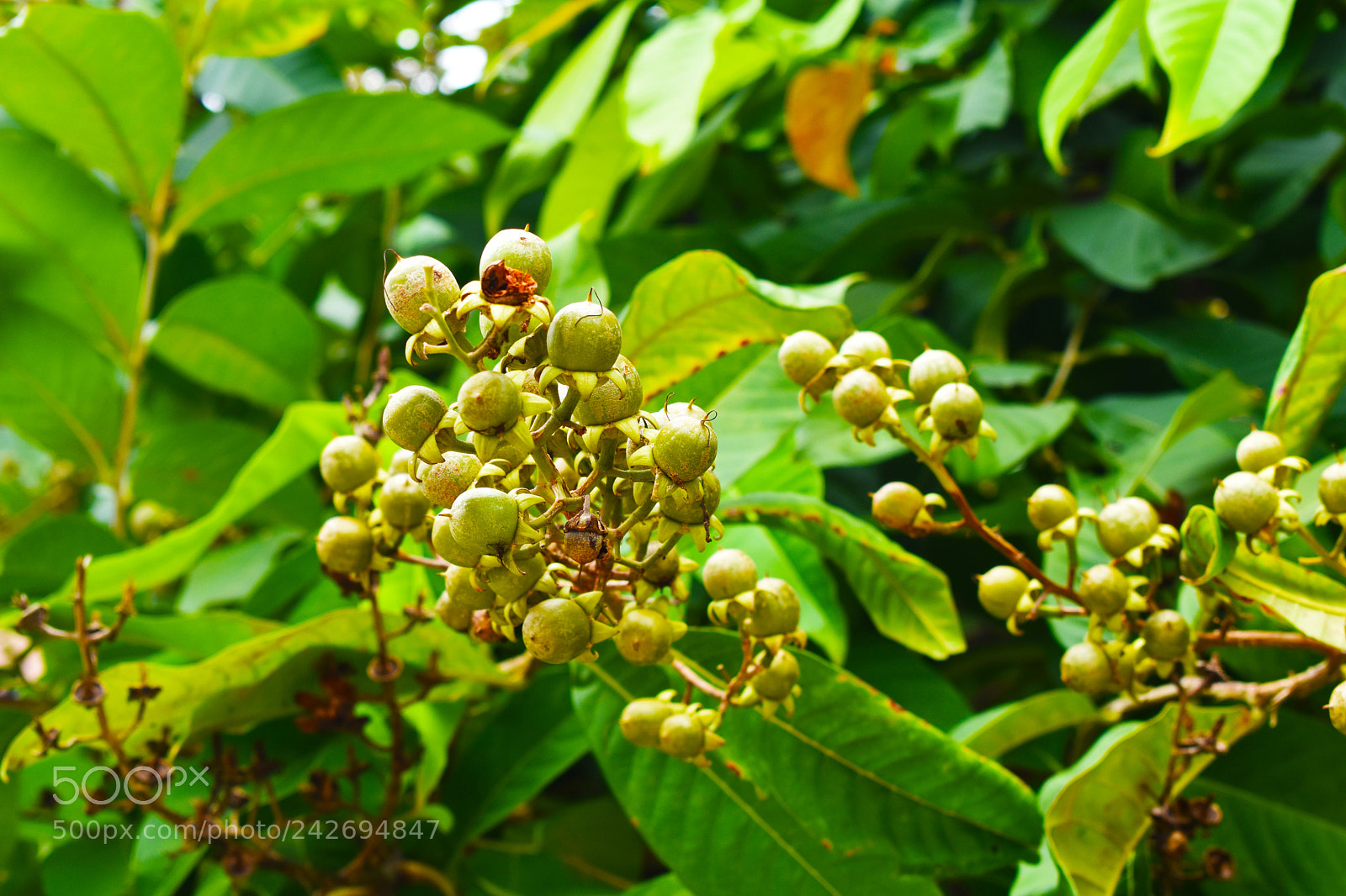 Nikon D5500 sample photo. Tree photography