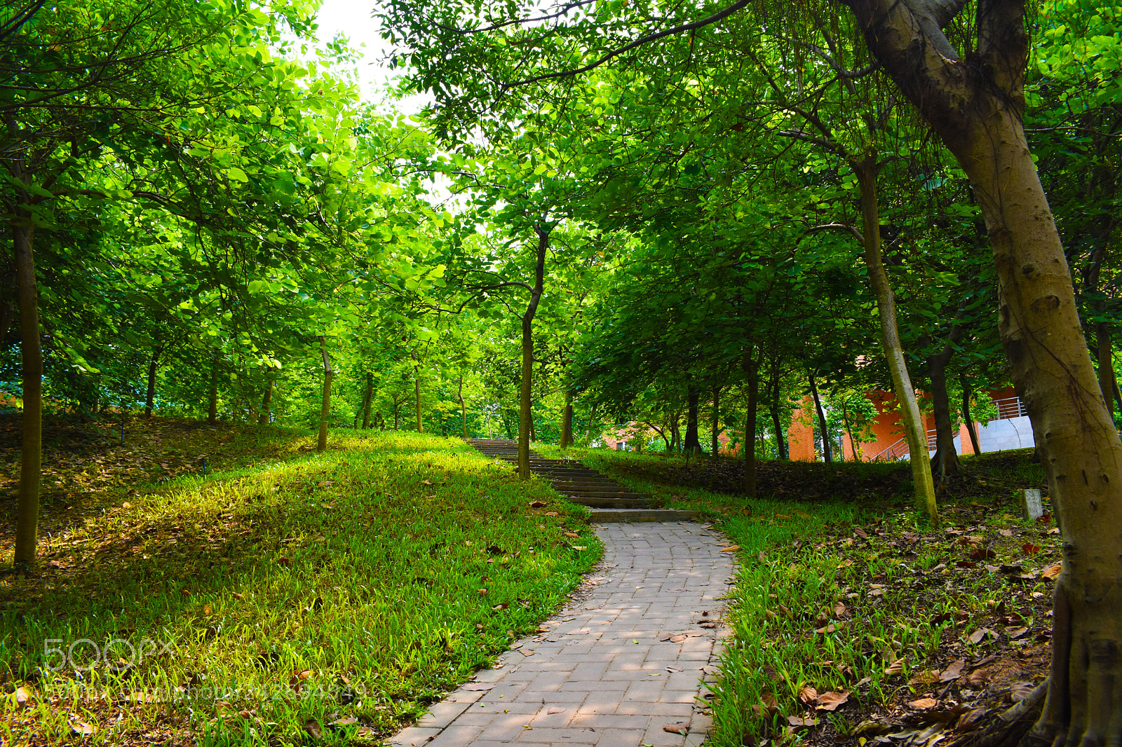 Nikon D5500 sample photo. School path photography