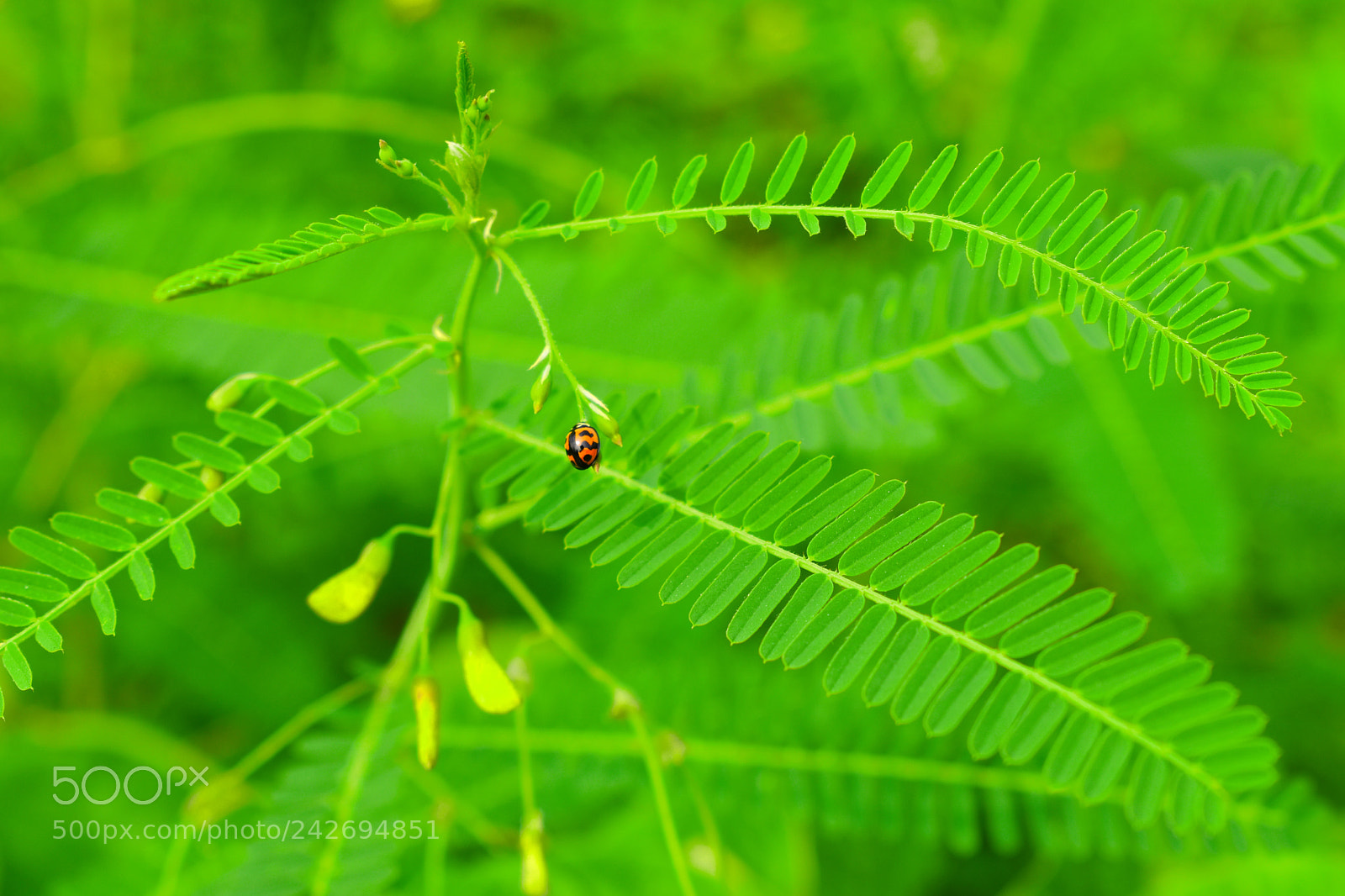 Nikon D5500 sample photo. Bug on leaf photography