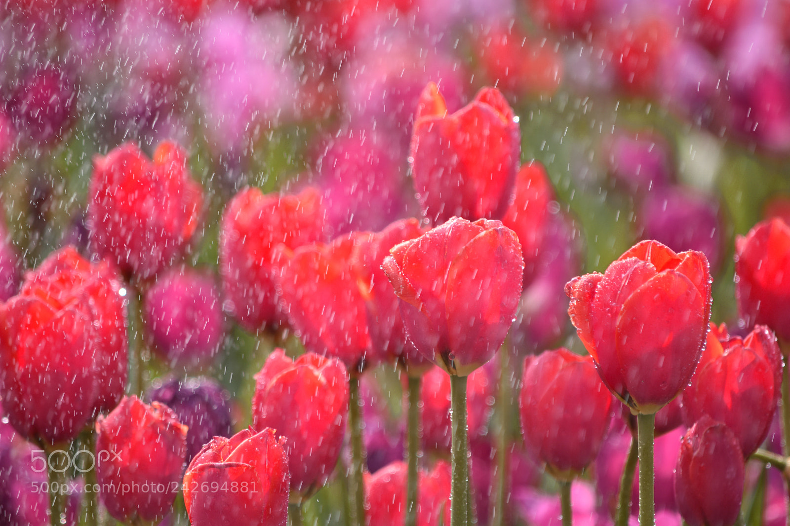 Nikon D5500 sample photo. Tulips photography