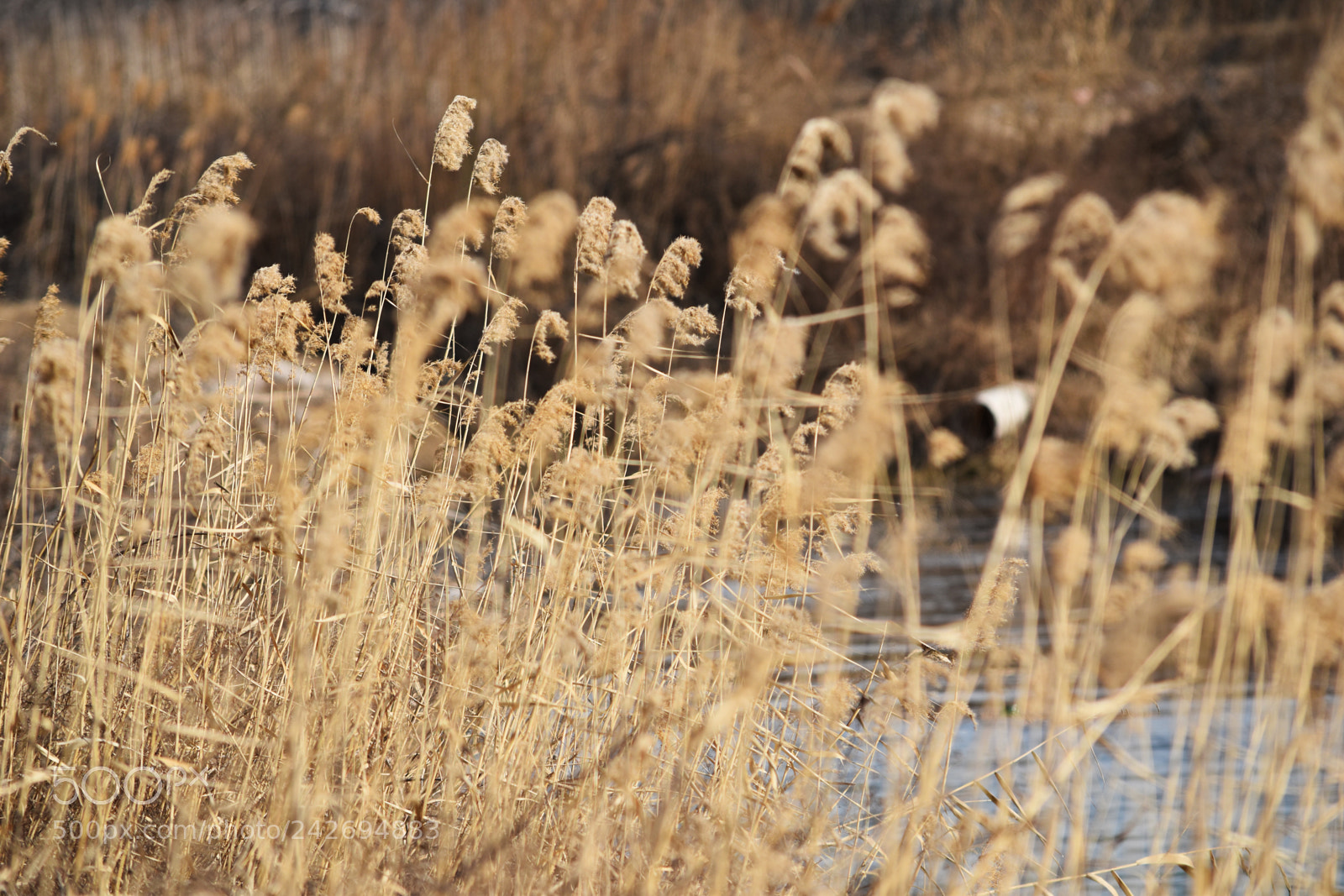 Nikon D5500 sample photo. Reed photography