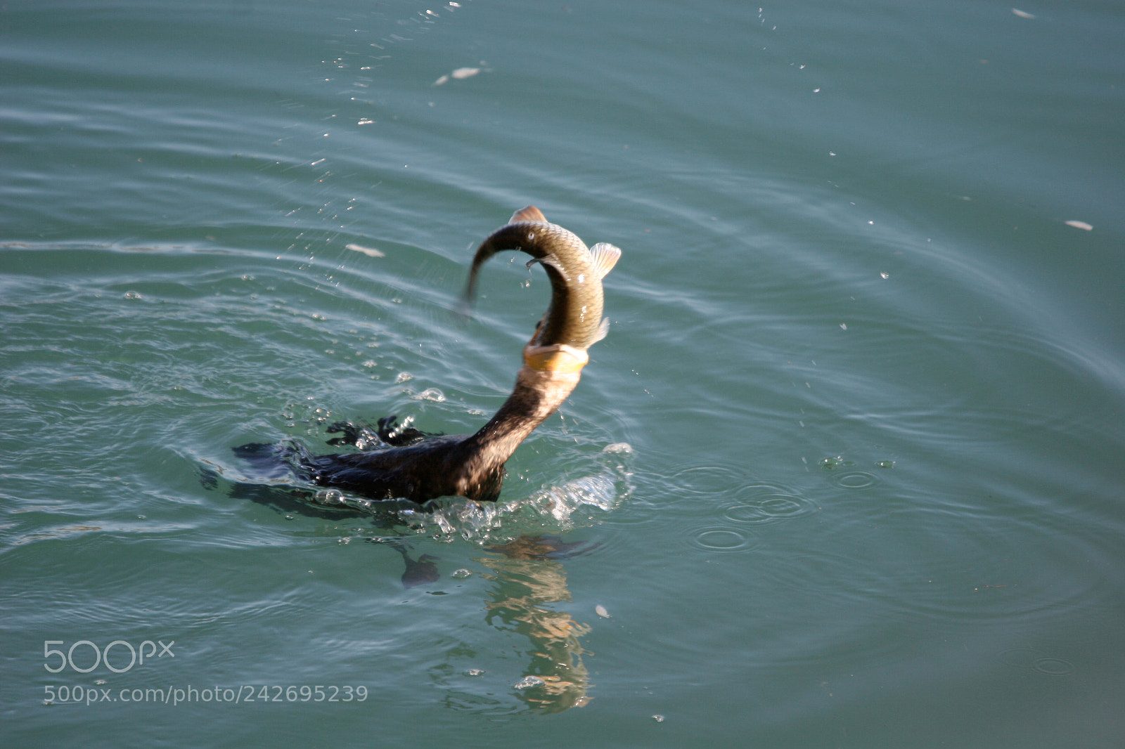 Canon EOS 20D sample photo. Cormoran à la pêche. photography