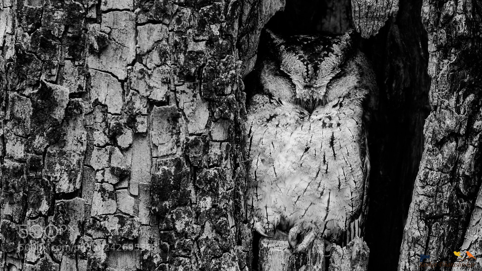 Canon EOS 7D Mark II sample photo. Indian scops owl..!! photography