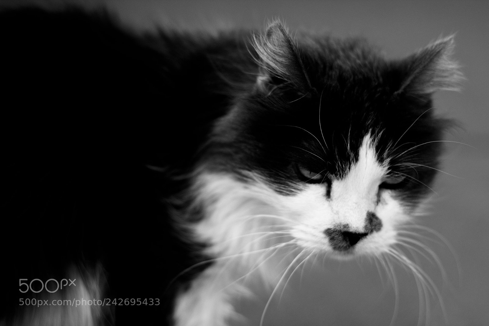 Canon EOS 1300D (EOS Rebel T6 / EOS Kiss X80) sample photo. Feral cat photography