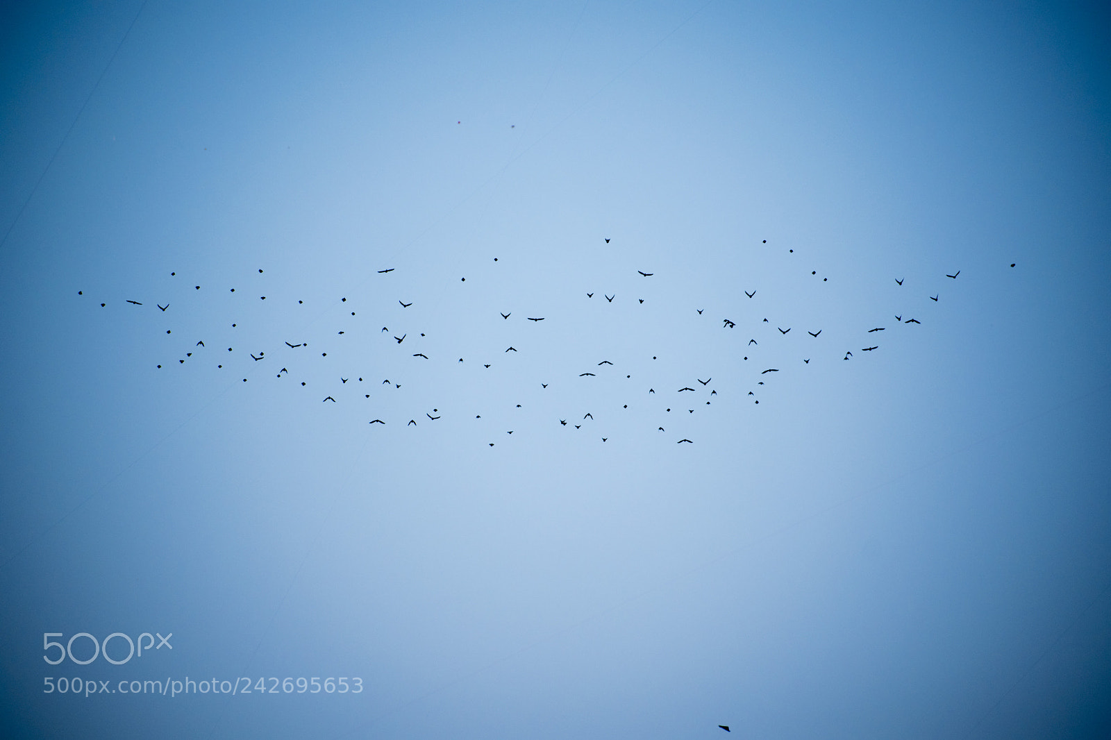 Nikon D5600 sample photo. Flock of birds photography