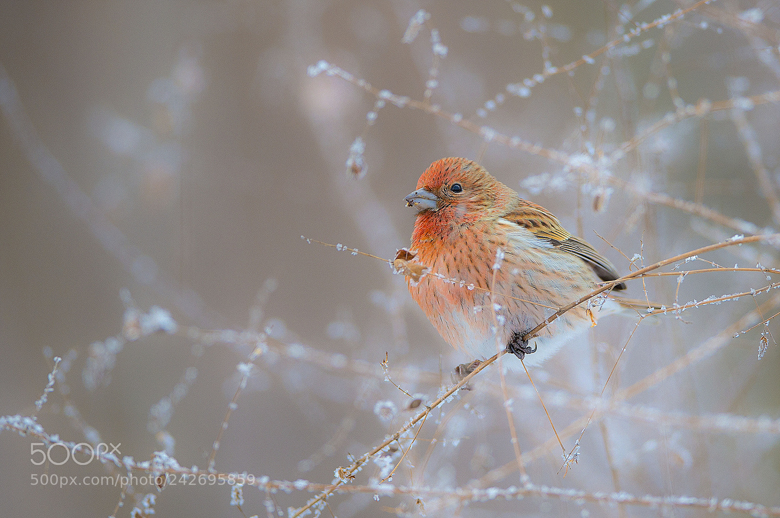 Nikon D4 sample photo. A snowy kingdom photography