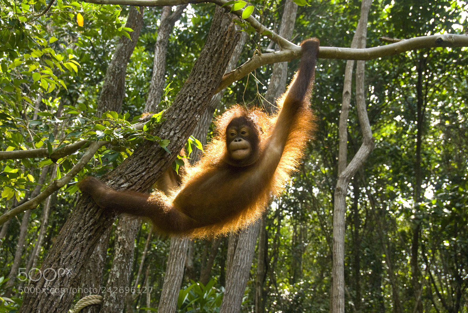 Sony Alpha DSLR-A100 sample photo. Orangutan photography