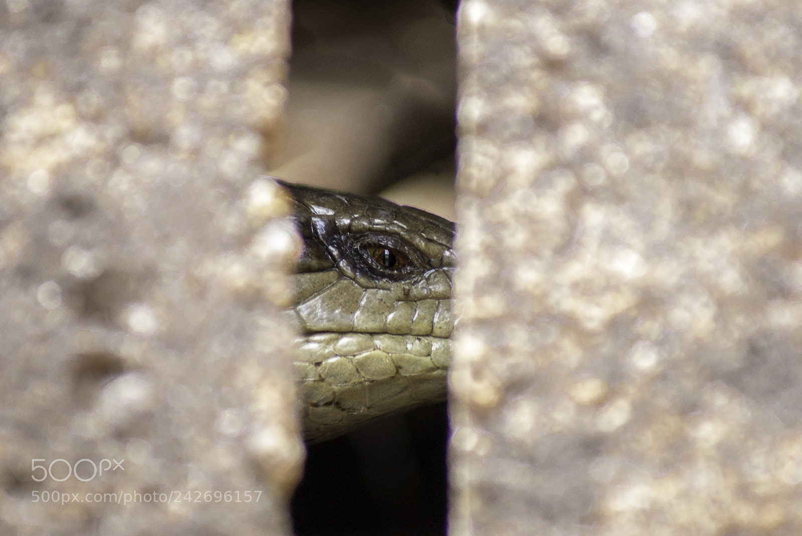 Sony Alpha DSLR-A100 sample photo. Lizard hiding photography