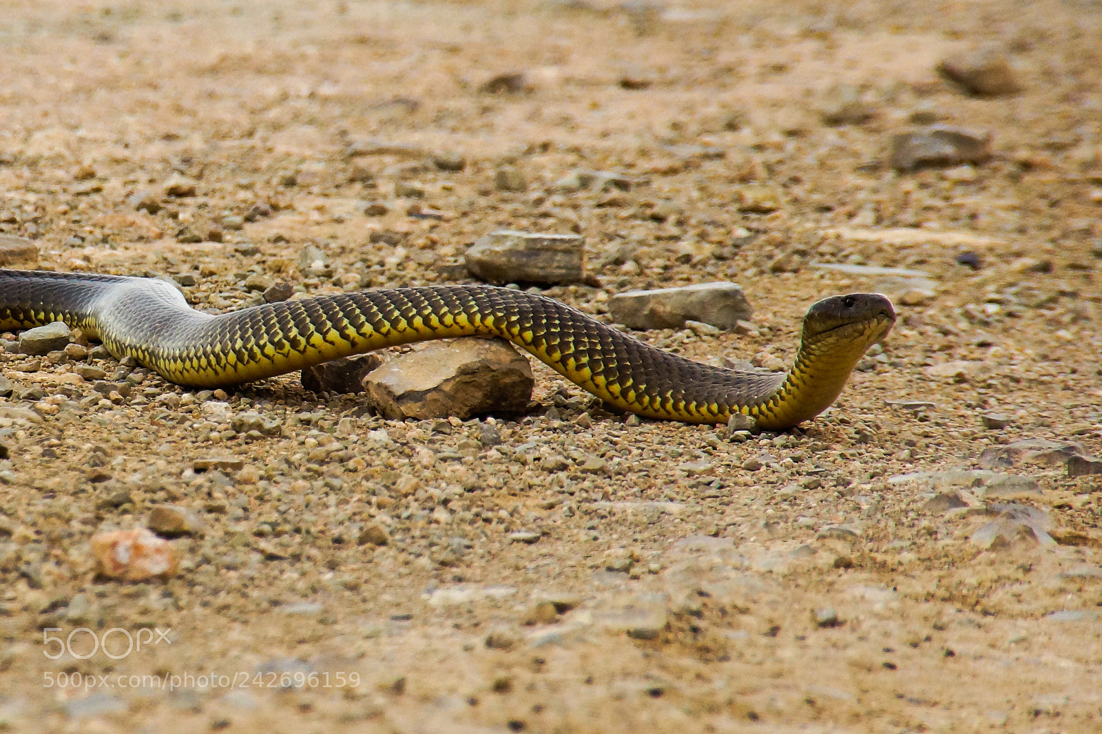 Sony SLT-A77 sample photo. Snake on the move photography