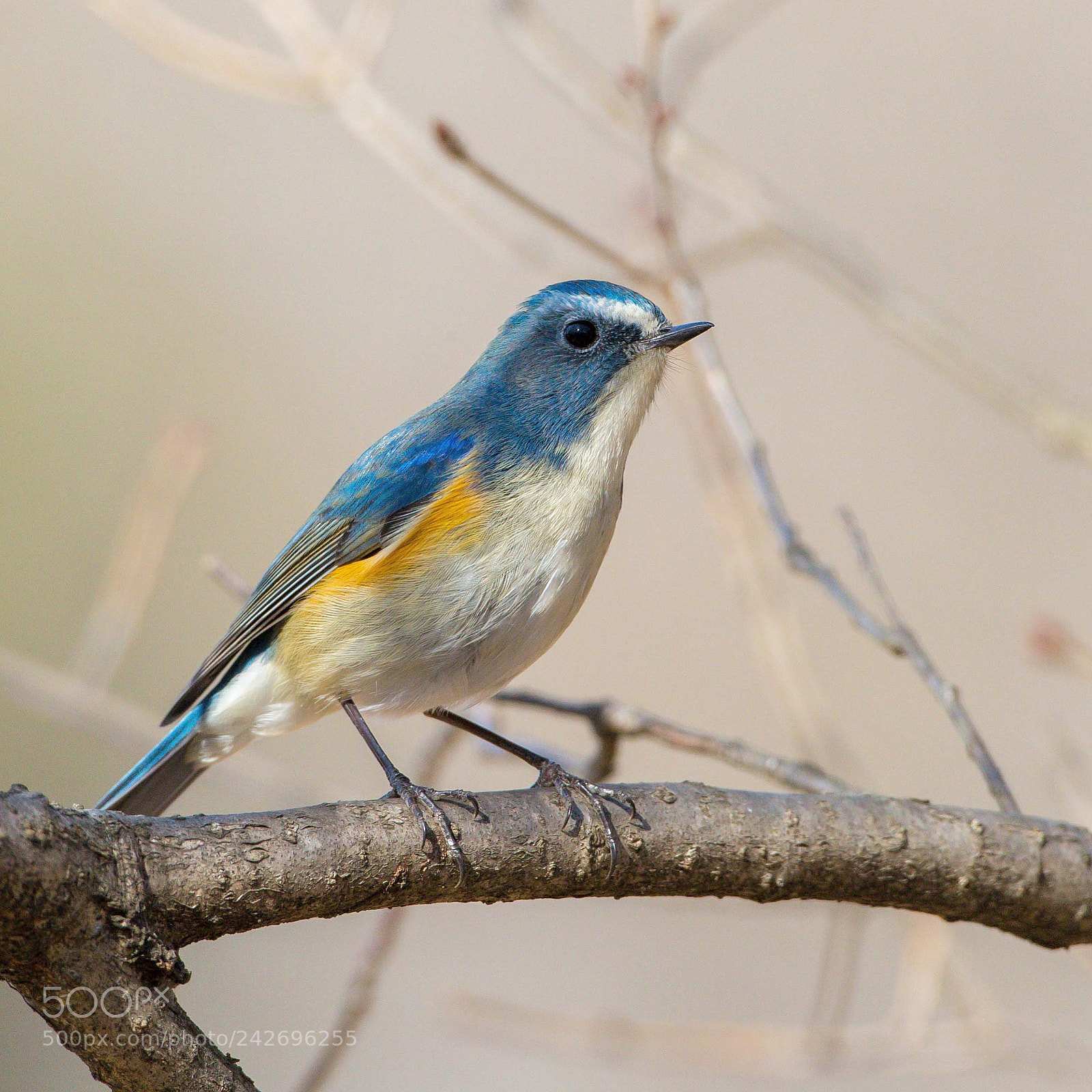 Canon EOS-1D X sample photo. Tarsiger cyanurus photography
