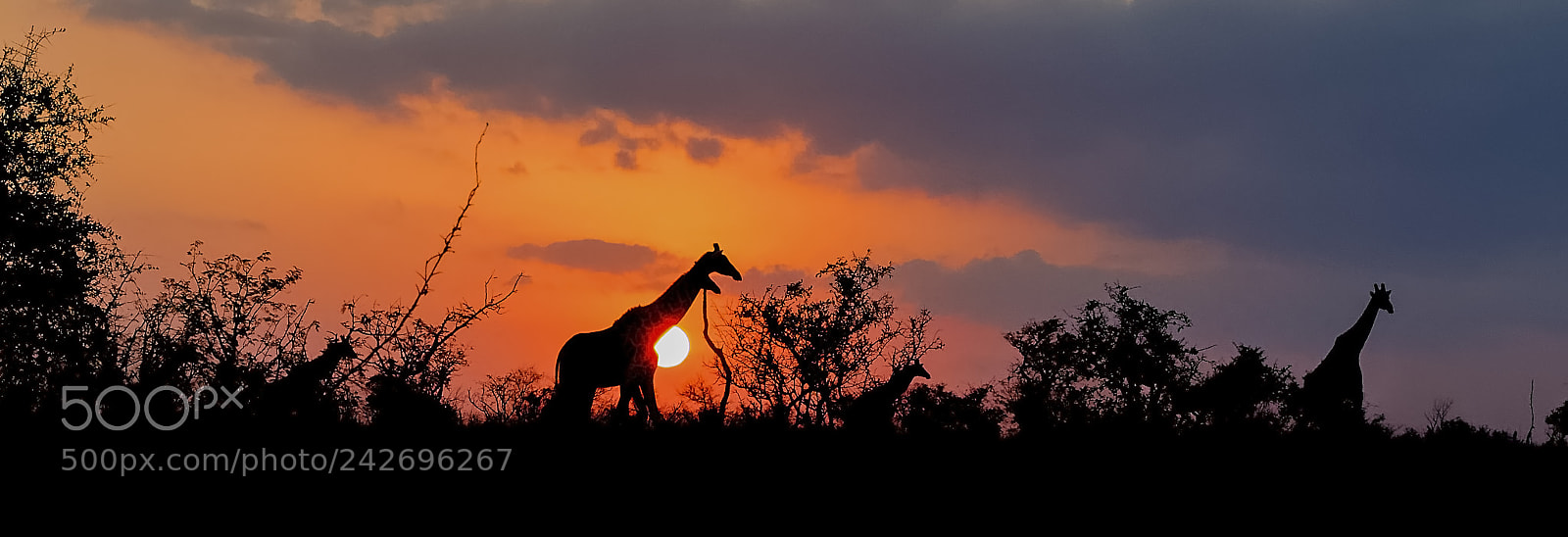 Canon EOS-1D Mark IV sample photo. Giraffe silhouette photography