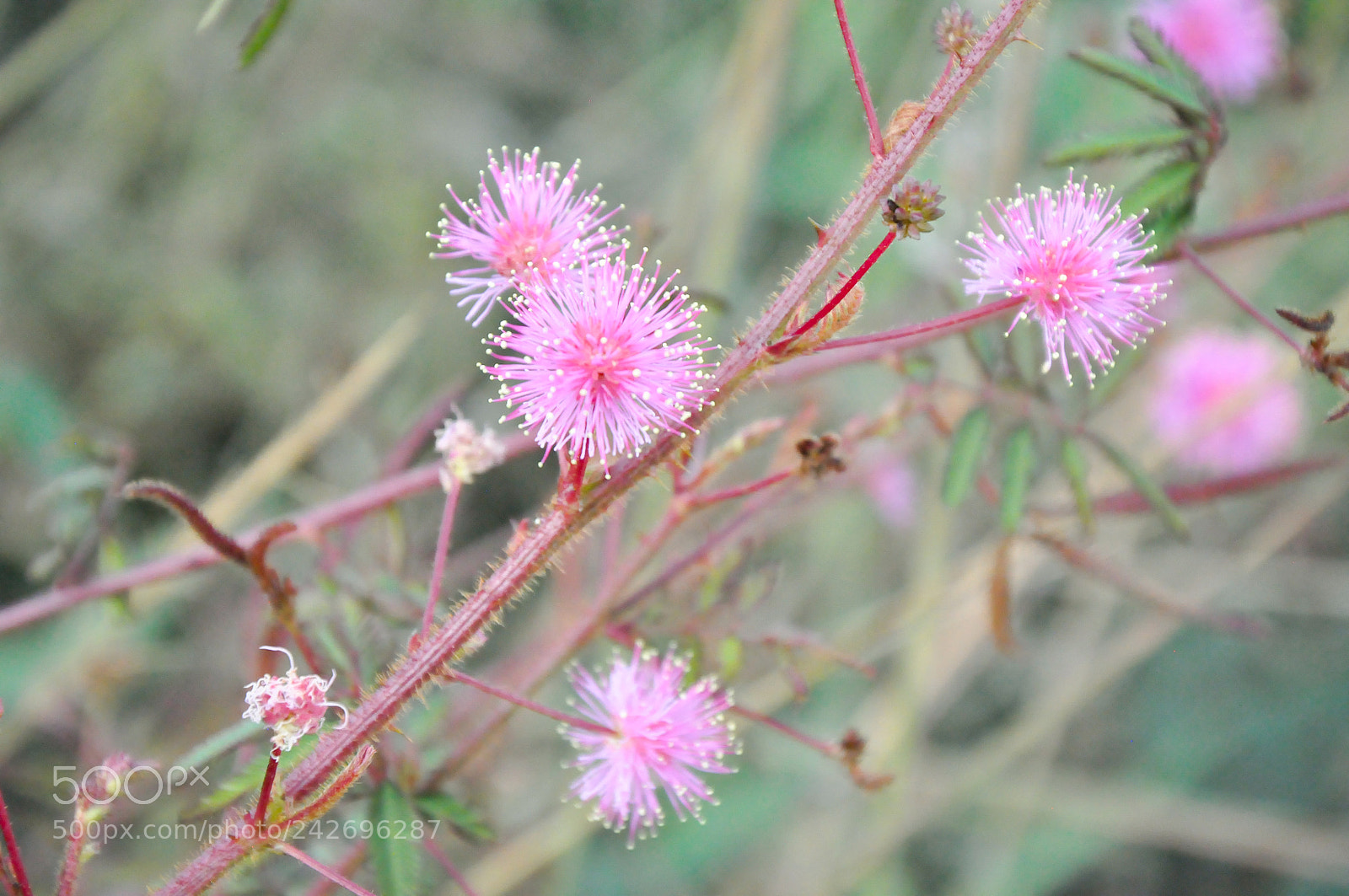 Nikon D90 sample photo. Wild flower photography